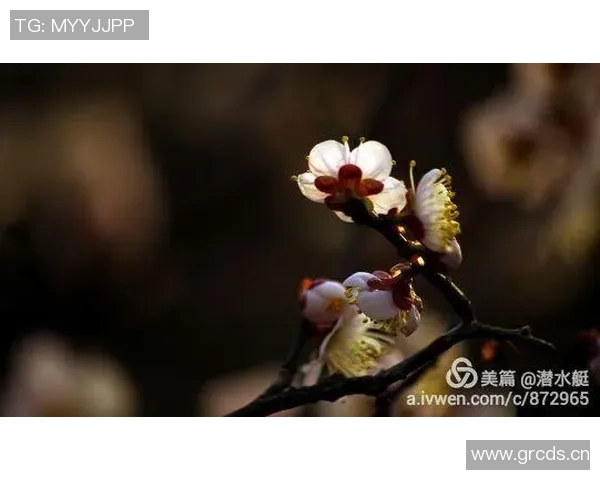 克莱深情命名小船冬梅展现爱的执着与温暖 克莱深情命名小船冬梅展现爱的执着与温暖